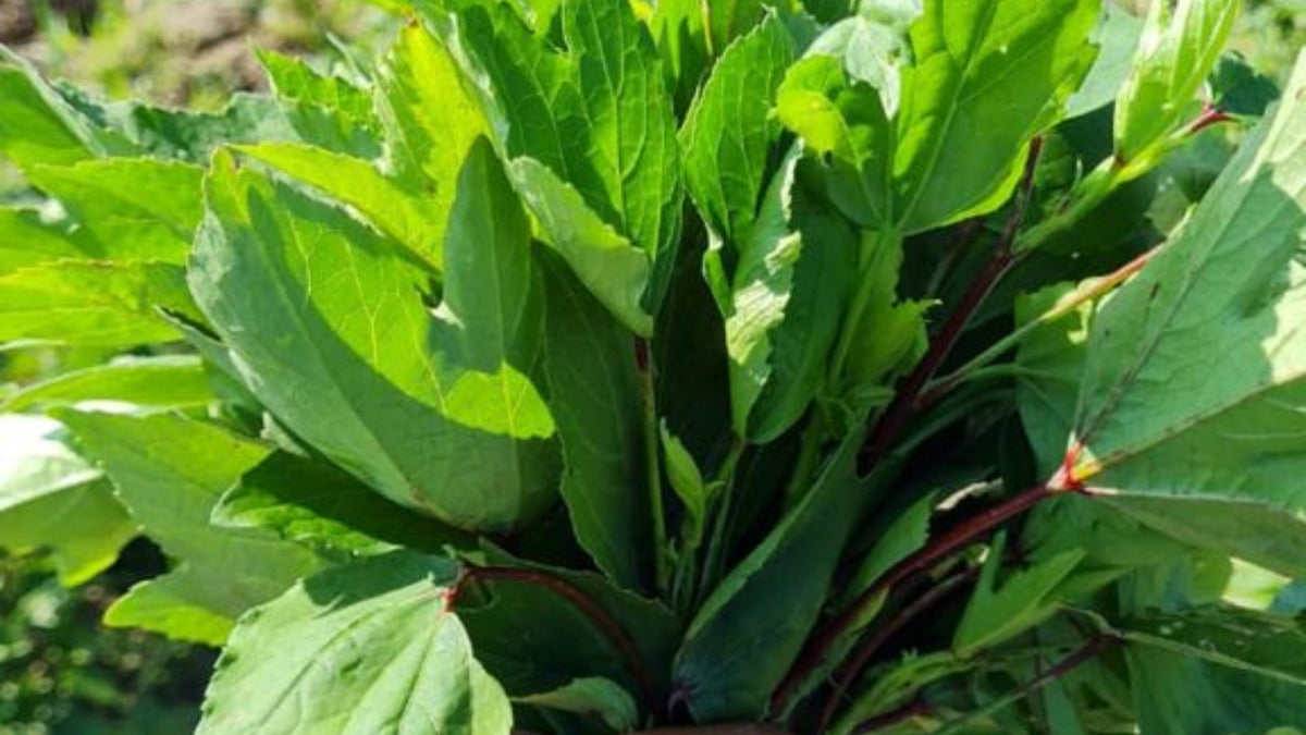 Food is Medicine - Organic Gongura Leaf